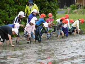 Taue